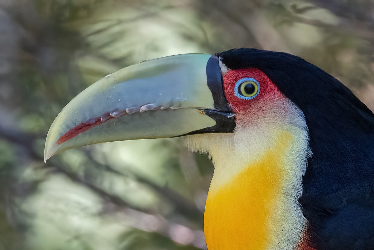Red-breasted Toucan - ML362158841