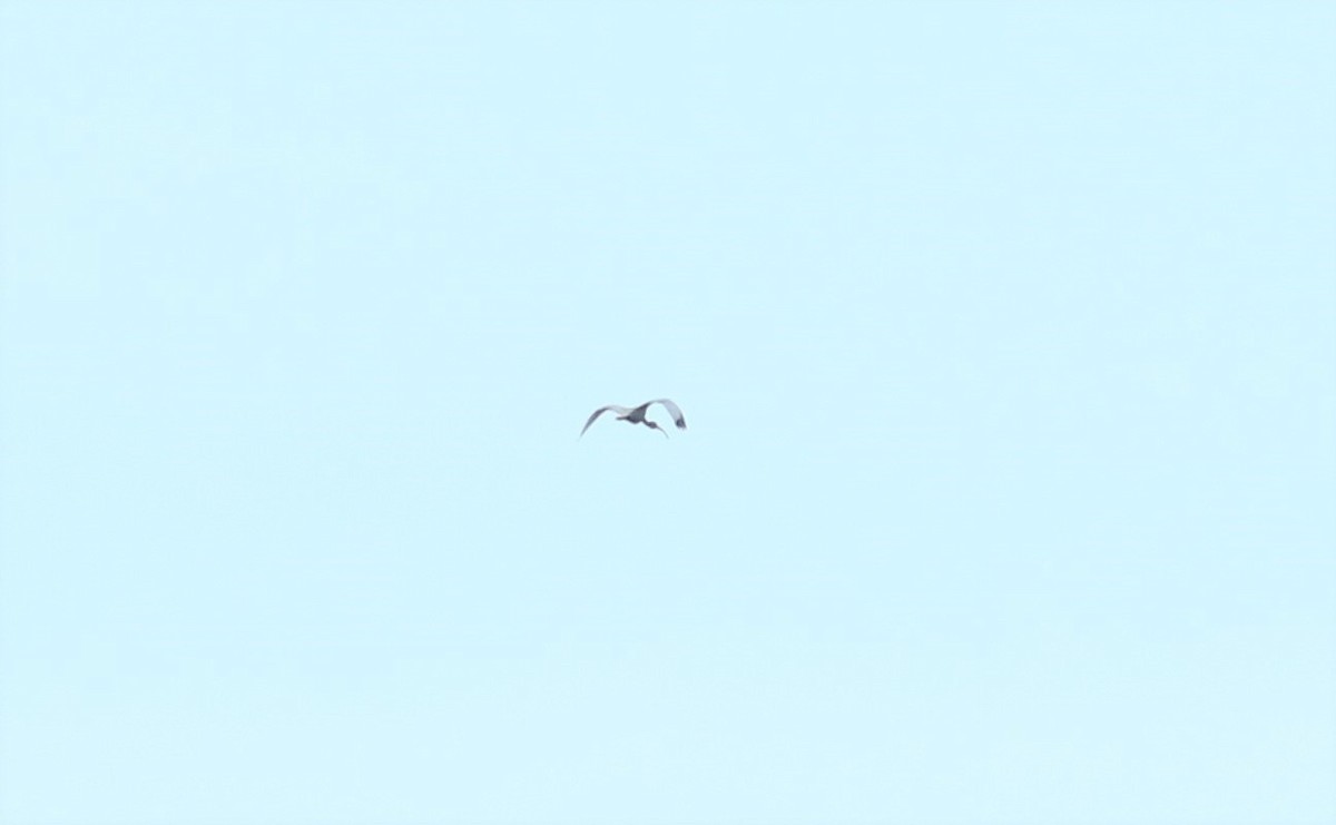 ibis bílý - ML362159181