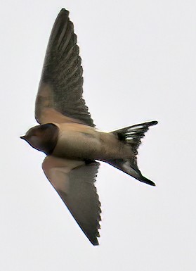 Barn Swallow - ML362160381