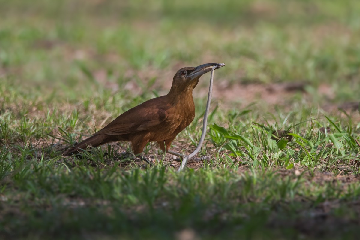 Great Rufous Woodcreeper - Pablo Re
