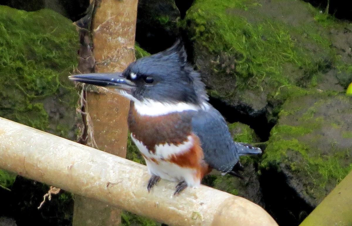 Belted Kingfisher - ML362161531