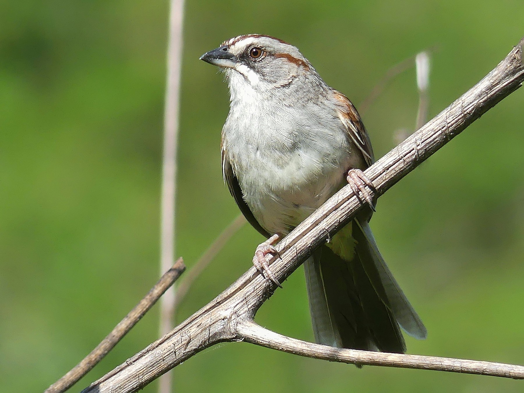 Yungas Sparrow - Jorge  Quiroga