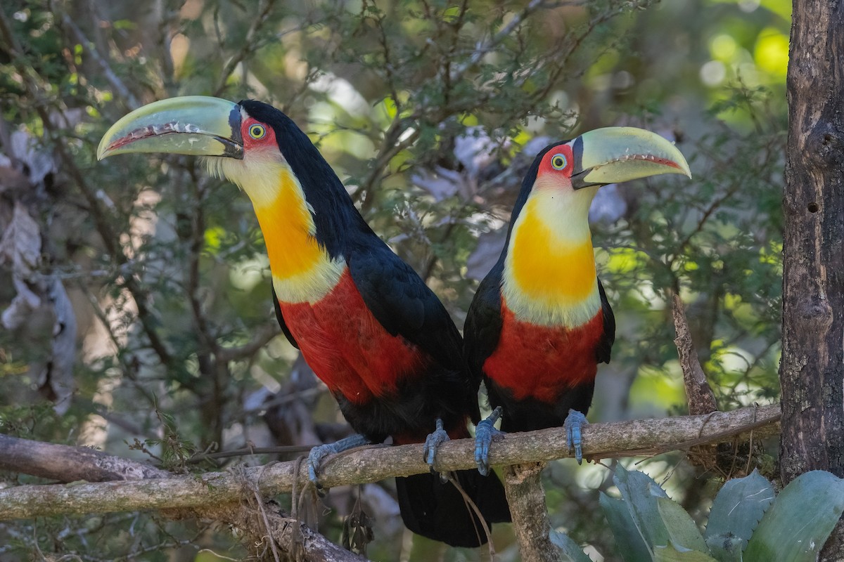 Red-breasted Toucan - ML362163551
