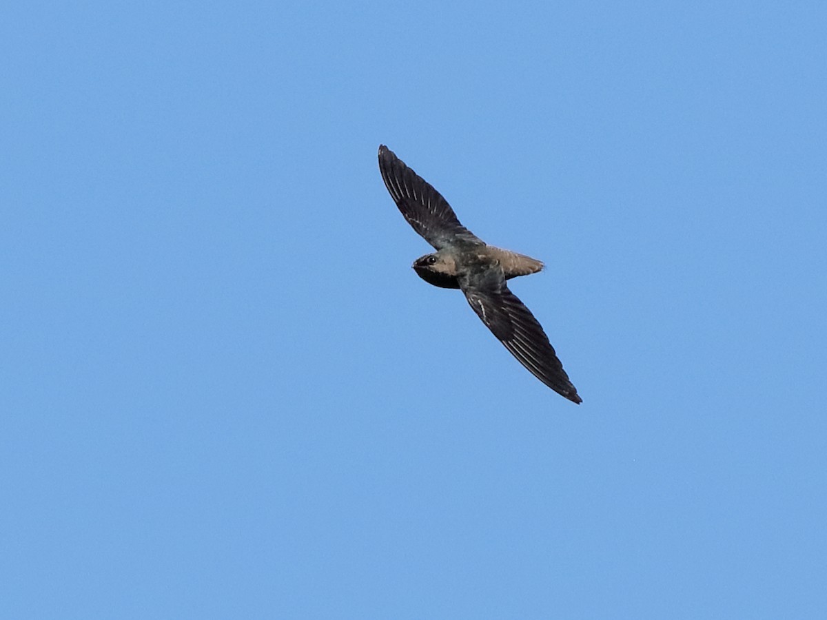 Chapman's Swift - Chaetura chapmani - Birds of the World