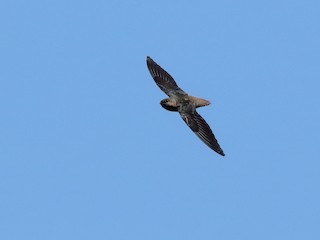 Chapman's Swift - Chaetura chapmani - Birds of the World