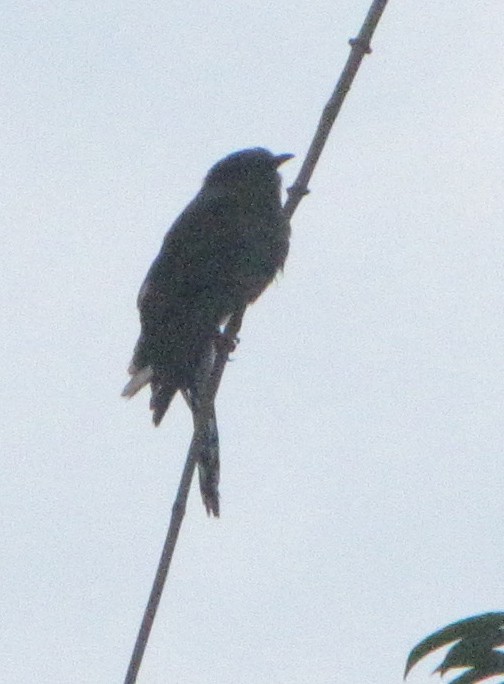 Gray-bellied Cuckoo - ML36217091