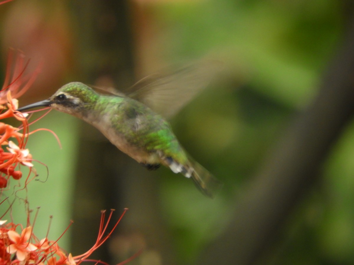 Speckled Hummingbird - Lacides Oviedo