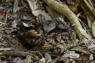  - Collared Nightjar