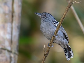  - Black-crowned Antshrike