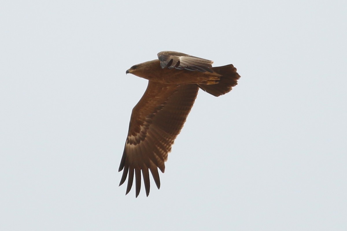 Lesser Spotted Eagle - ML362173221