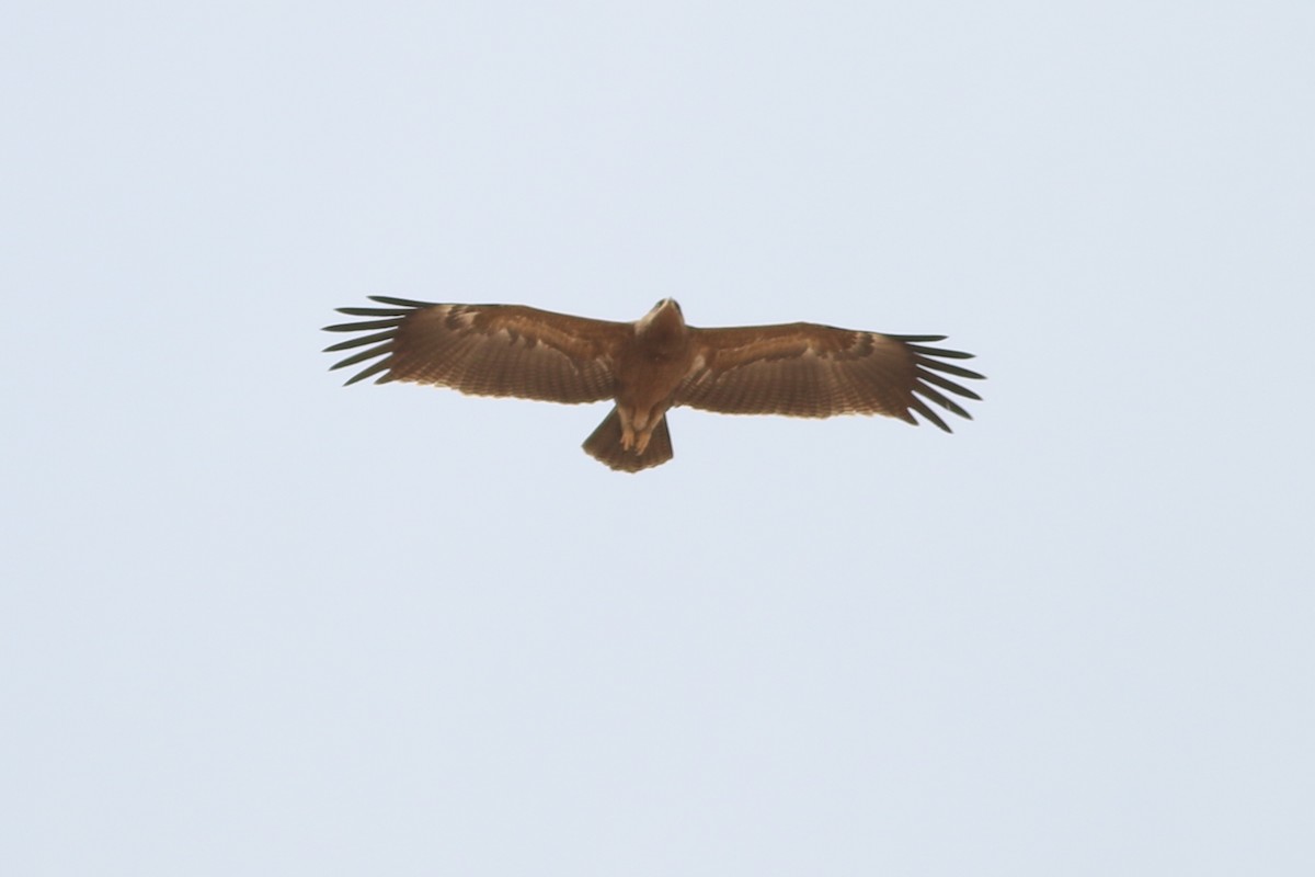 Lesser Spotted Eagle - ML362176641