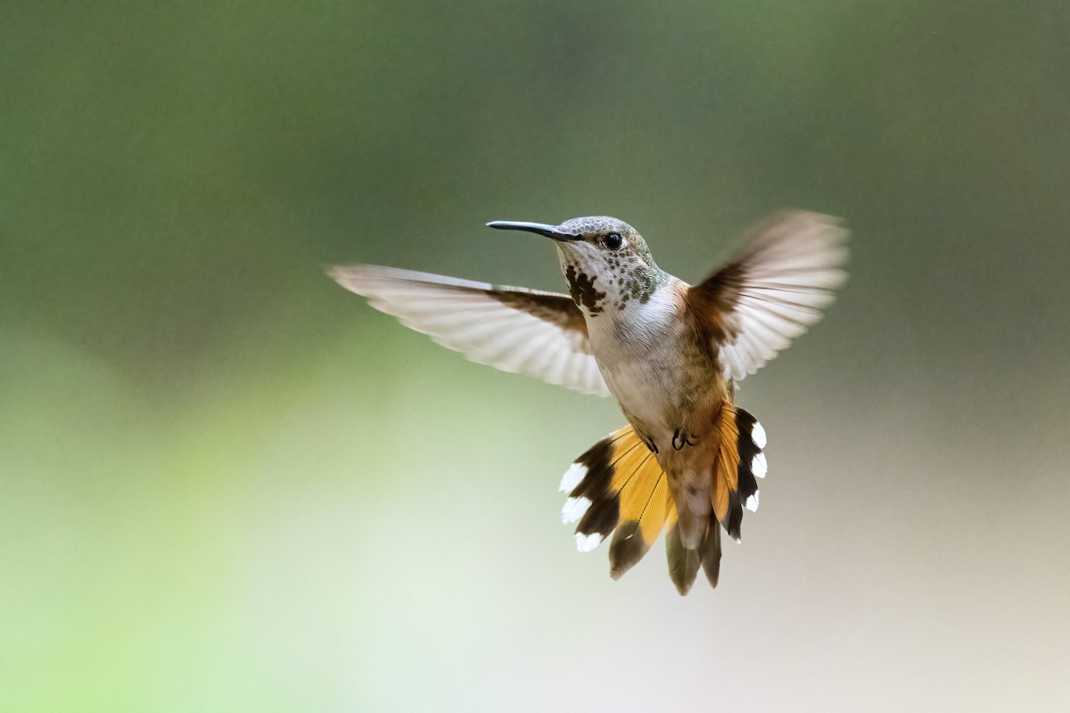 Rufous Hummingbird - Tom Crabtree