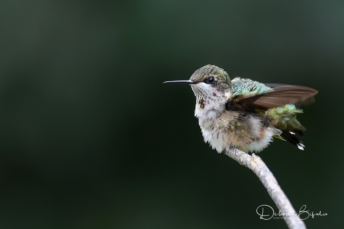 Ruby-throated Hummingbird - Deborah Bifulco