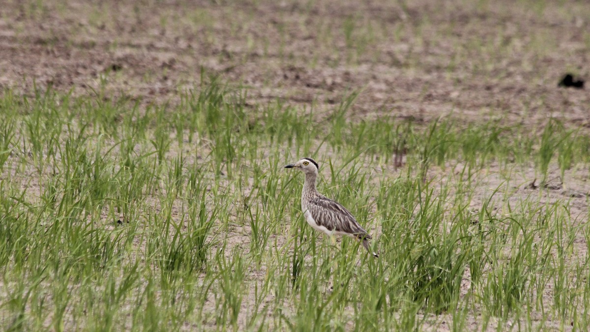 Double-striped Thick-knee - Jessica Johnson