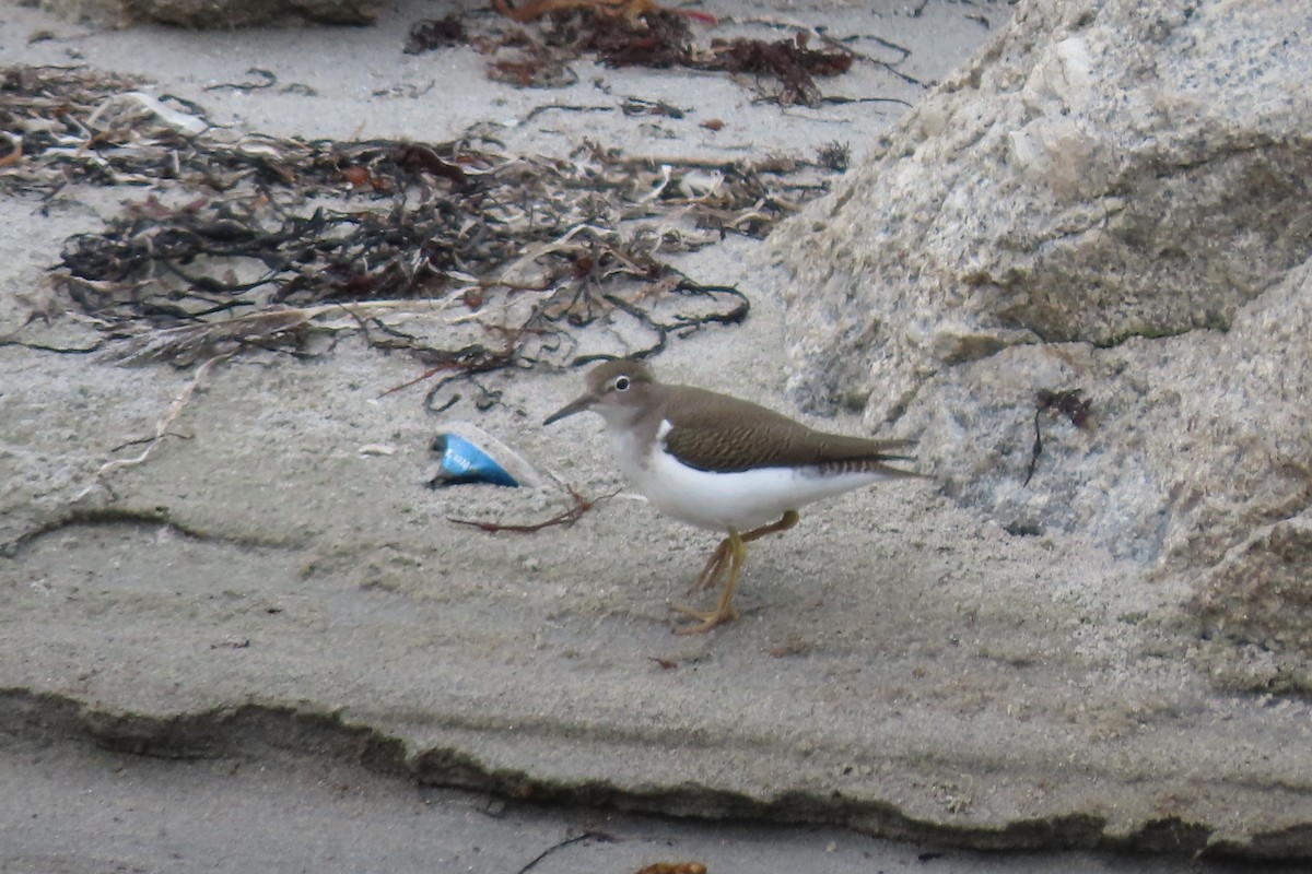 Spotted Sandpiper - Gary Poole
