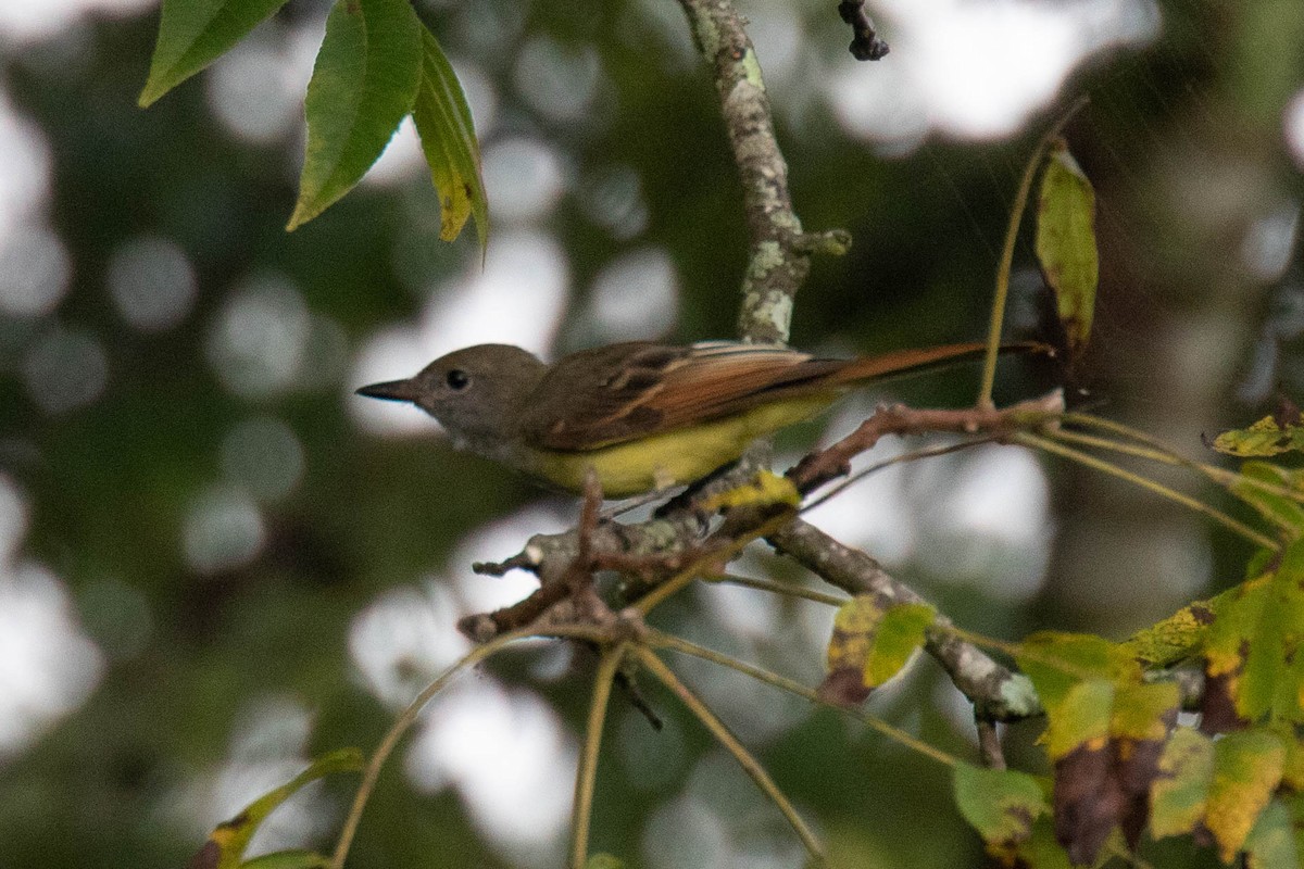 Great Crested Flycatcher - Ron Shrieves