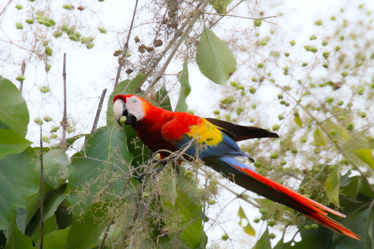Scarlet Macaw - ML36218601