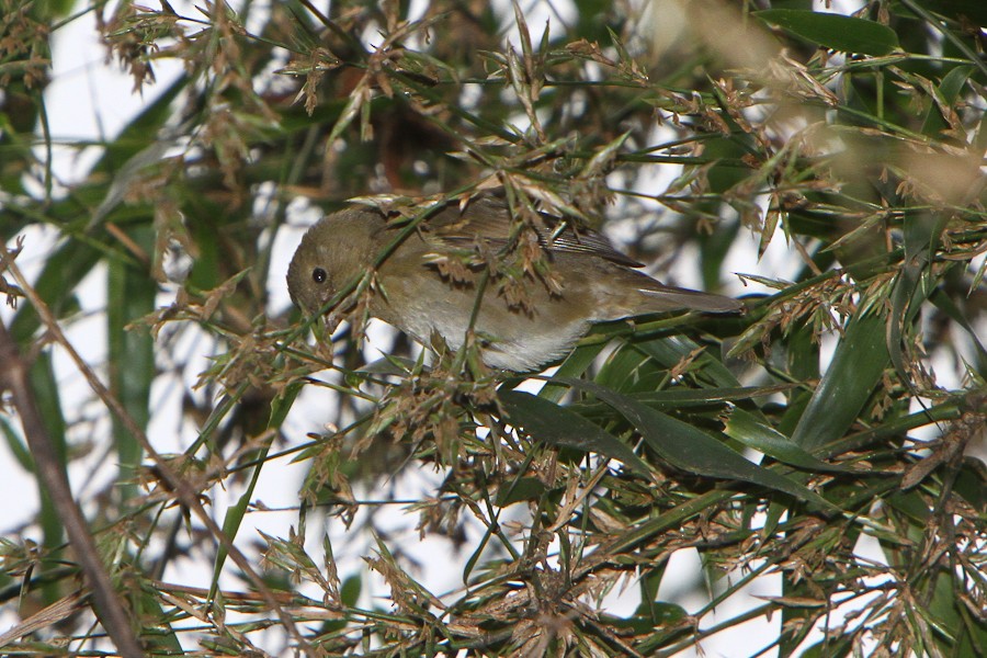 Buffy-fronted Seedeater - ML362196891