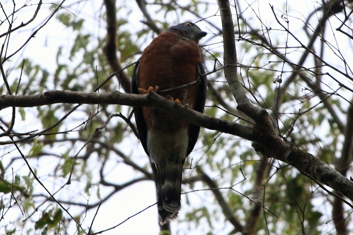 Double-toothed Kite - ML362200151