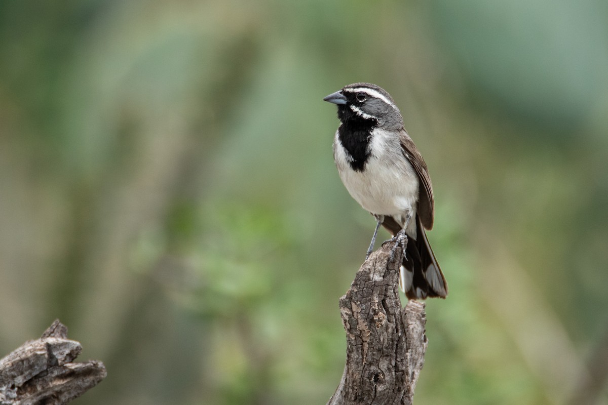 Black-throated Sparrow - ML362200211