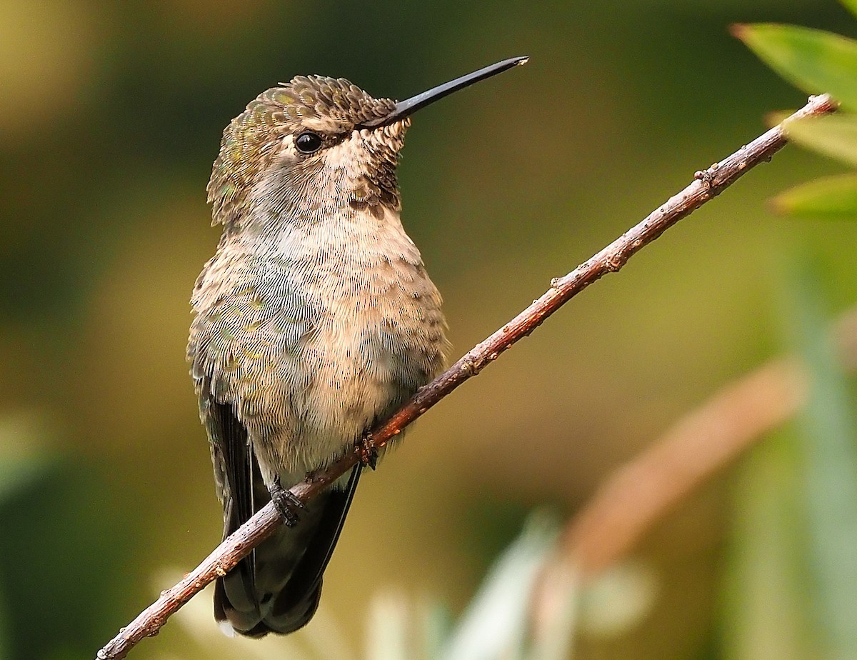 Anna's Hummingbird - Aidan Brubaker