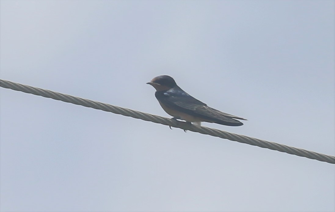 Barn Swallow - Andrew Orgill