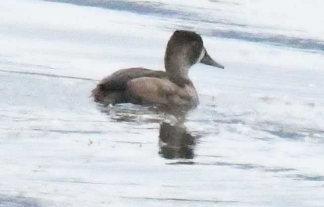 Ring-necked Duck - ML36220961