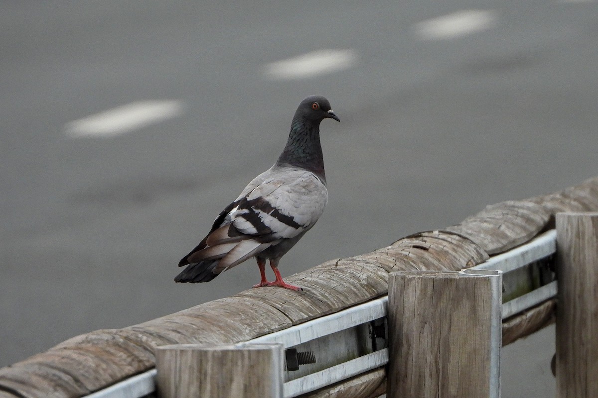 Rock Pigeon (Feral Pigeon) - ML362212691