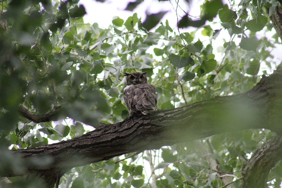 Great Horned Owl - ML362212721