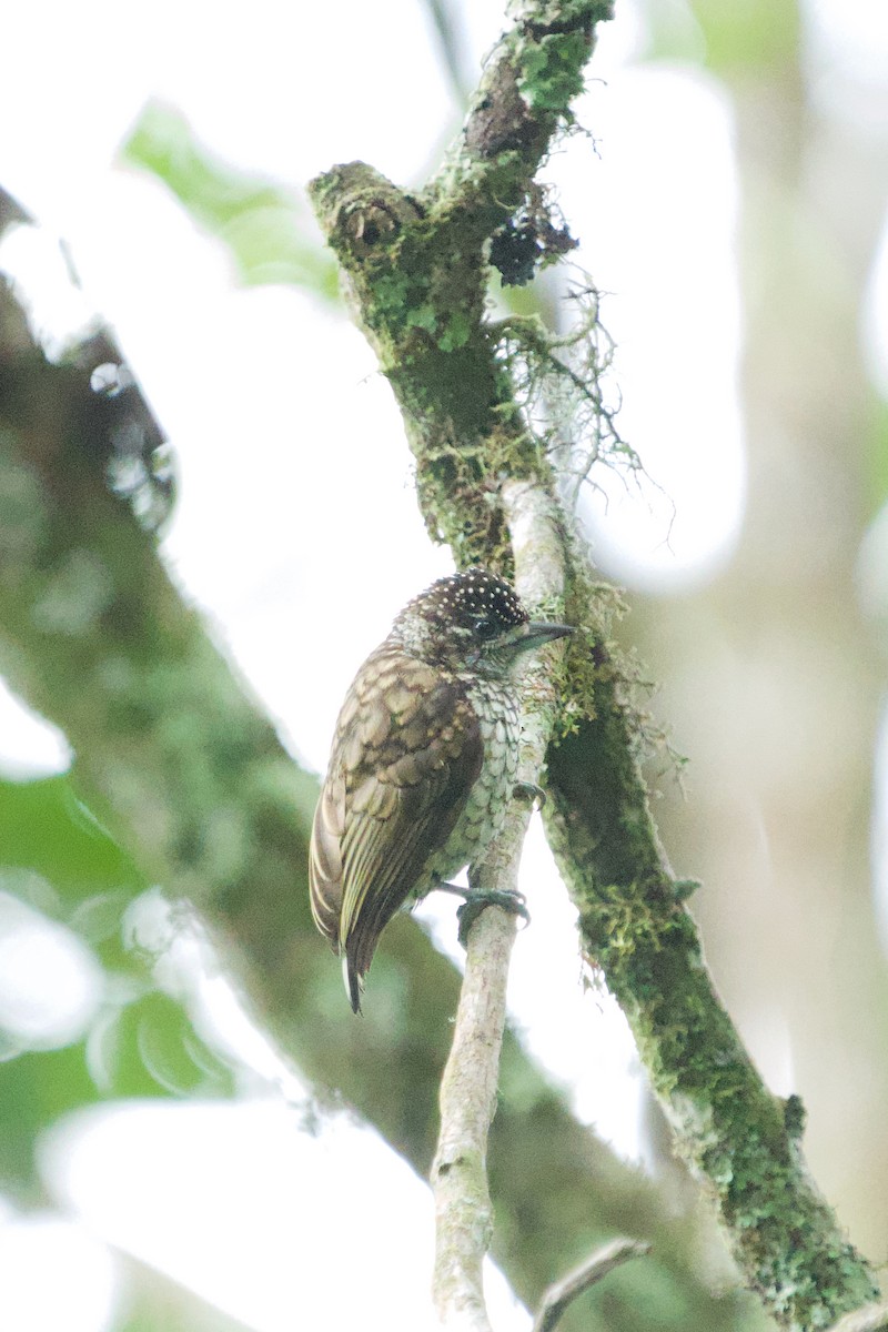 Scaled Piculet - ML362216501