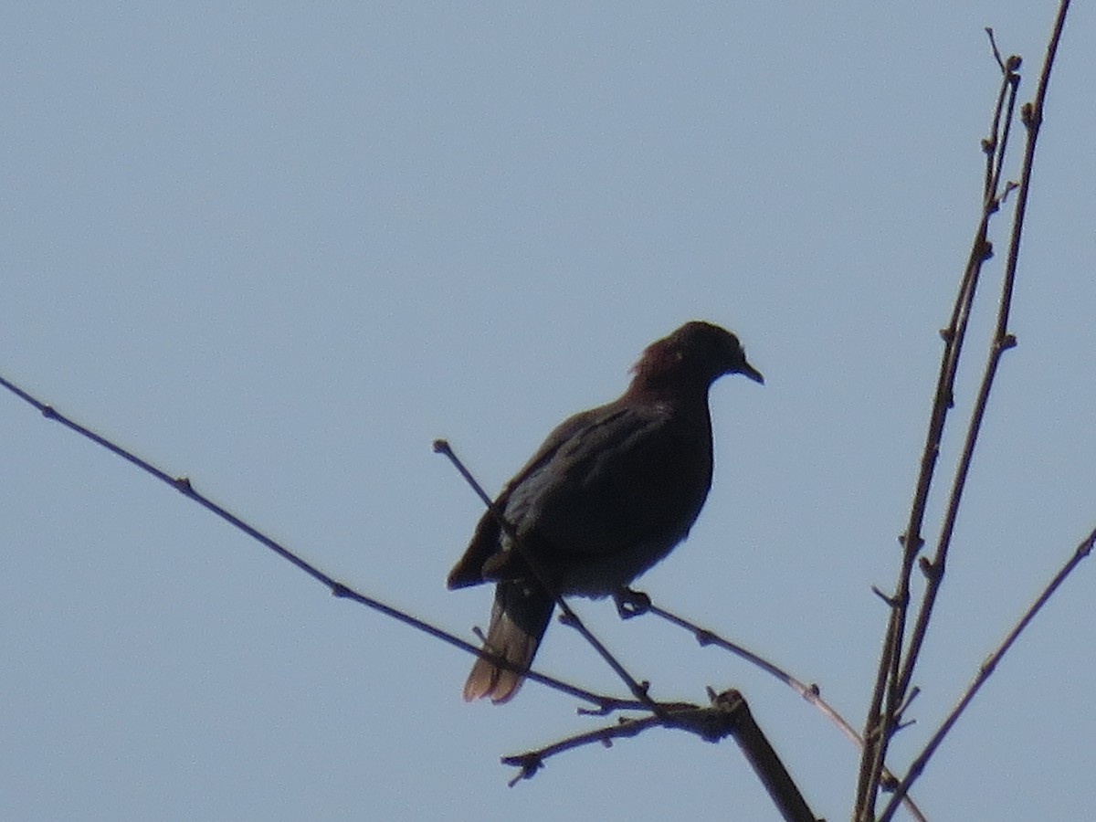 Pale-vented Pigeon - Romeu Gama