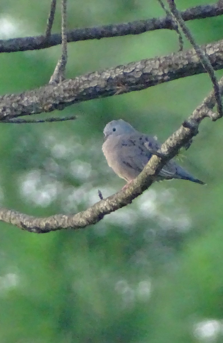 Plain-breasted Ground Dove - ML36221971