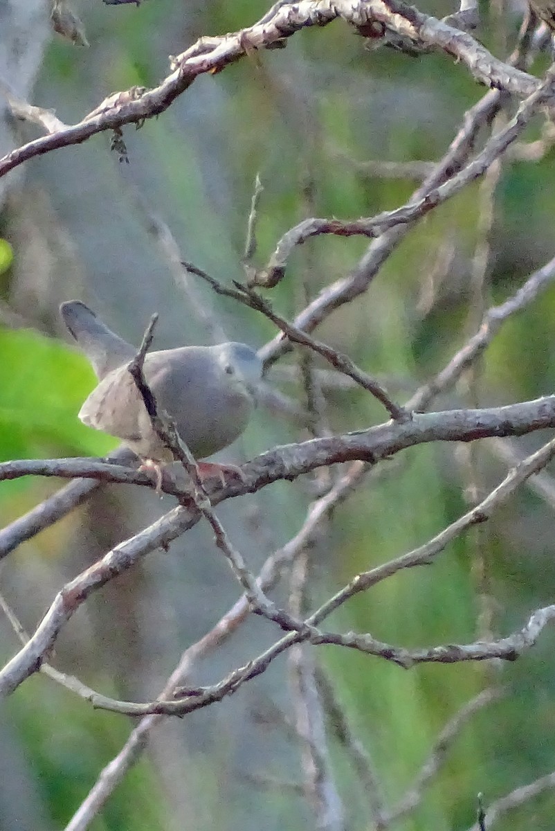 Plain-breasted Ground Dove - ML36221981