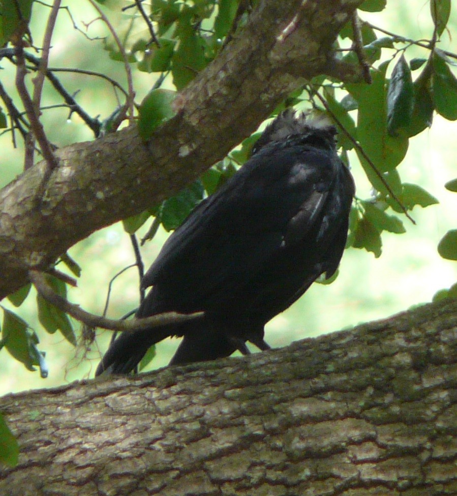 American Crow - ML362221131