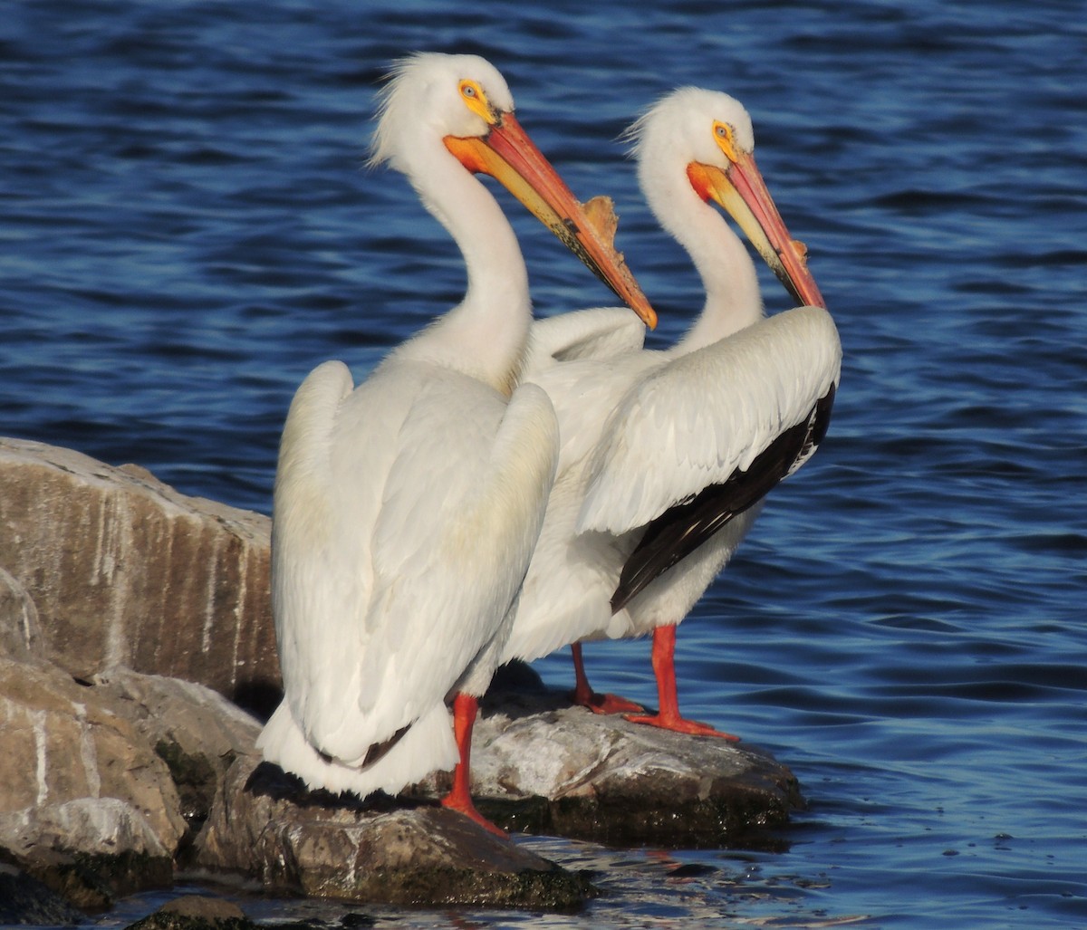 American White Pelican - Bonnie Kinder