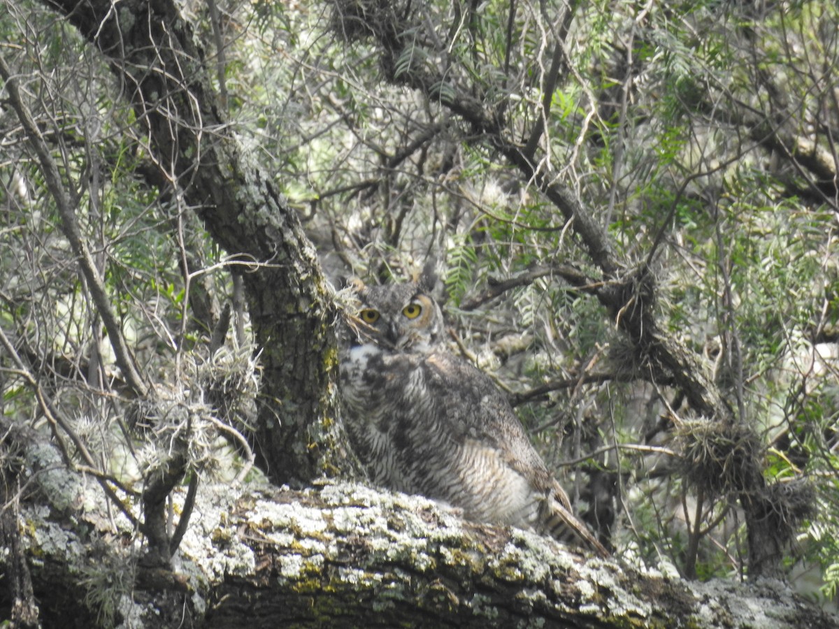 Great Horned Owl - ML362226371