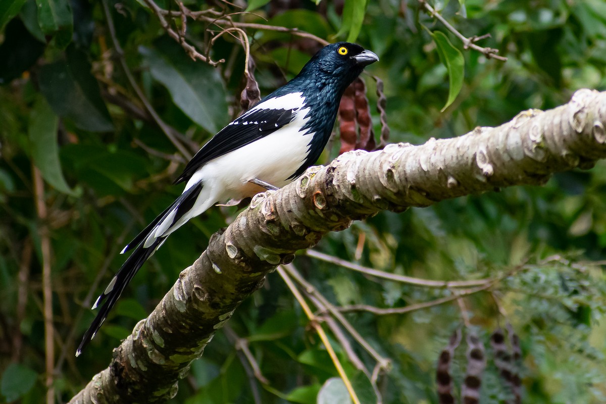 Magpie Tanager - ML362226981