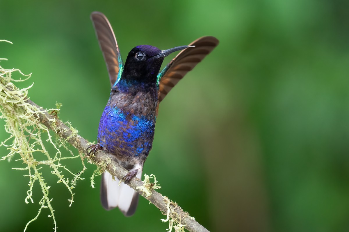 kolibřík hyacintový - ML362227481