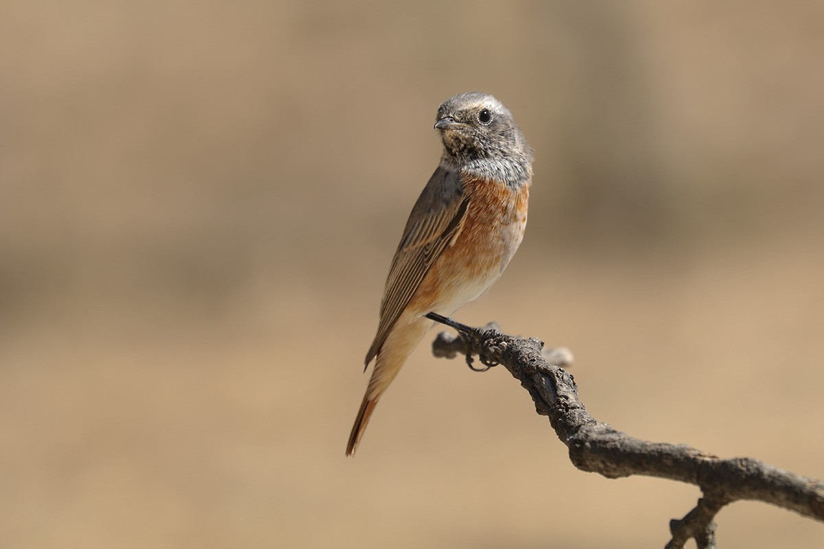 Common Redstart - Francisco Barroqueiro