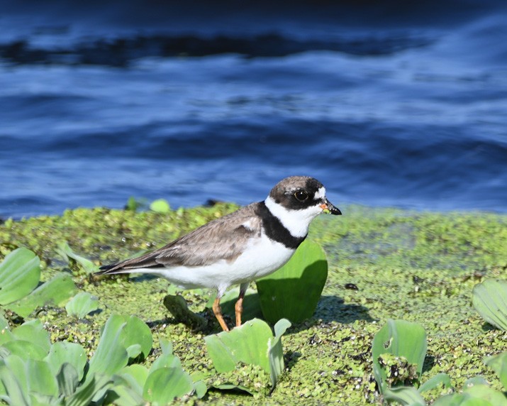 Semipalmated Plover - ML362237981
