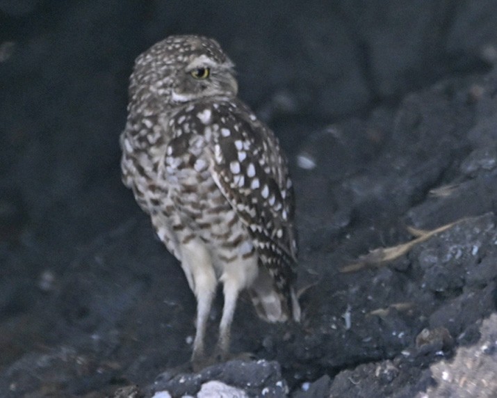 Burrowing Owl - Paula Gatrell