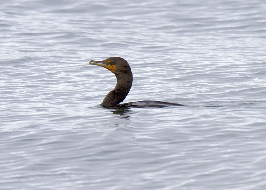 Double-crested Cormorant - Stephen Murray