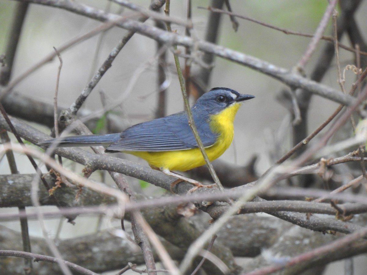 Gray-and-gold Warbler - ML362243271