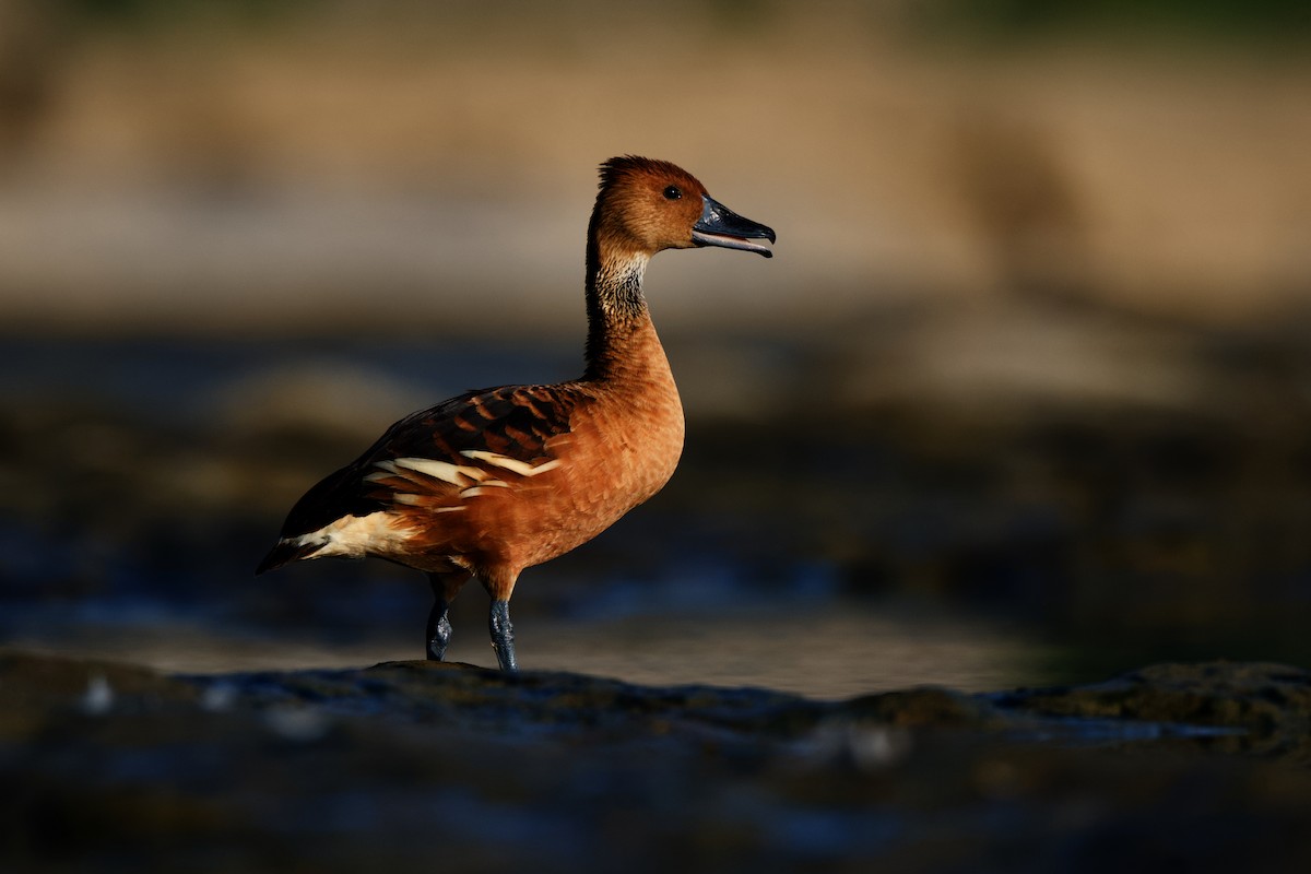Fulvous Whistling-Duck - ML362243931