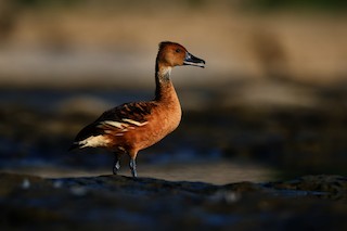 Fulvous Whistling-Duck, ML362243931