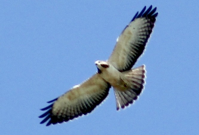 Short-tailed Hawk - ML362246661