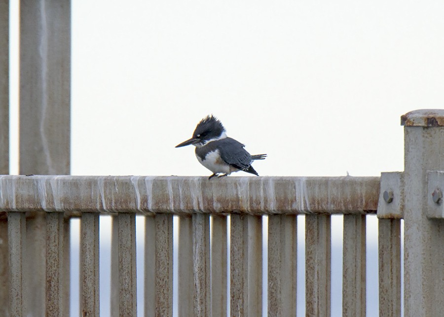 Belted Kingfisher - Stephen Murray