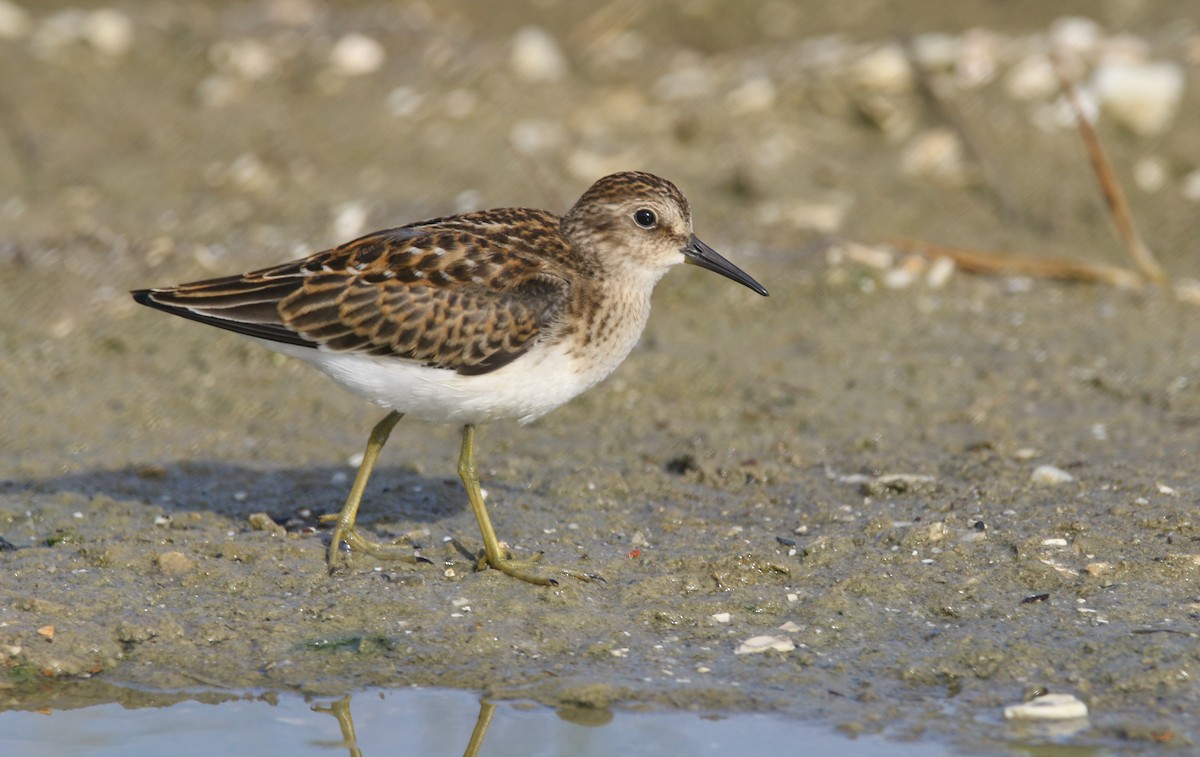 Least Sandpiper - Devin Griffiths