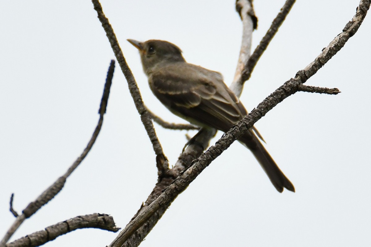 Greater Pewee (Mexican) - Tom Duncan