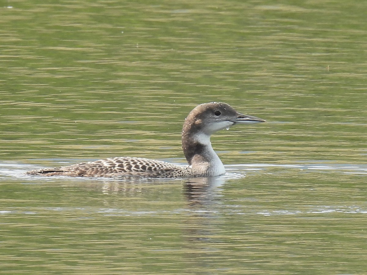 Common Loon - Pam Hawkes